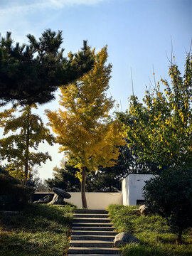 秋天金黄的树