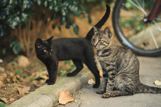 户外的狸花猫