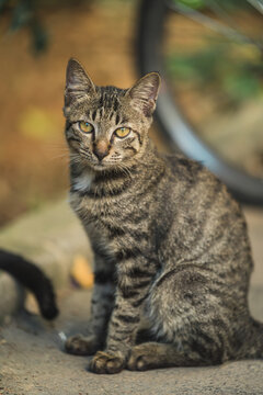 户外的狸花猫