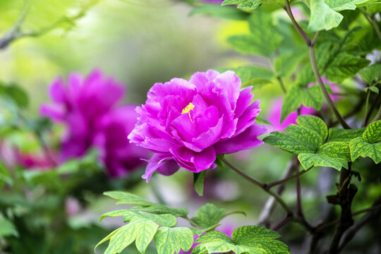 国色天香紫色牡丹花