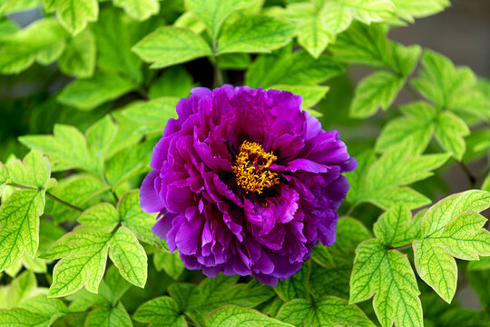 国色天香紫色牡丹花