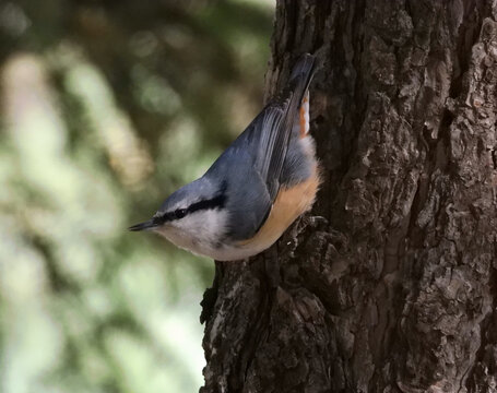 普通鳾