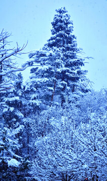 雪后美人松