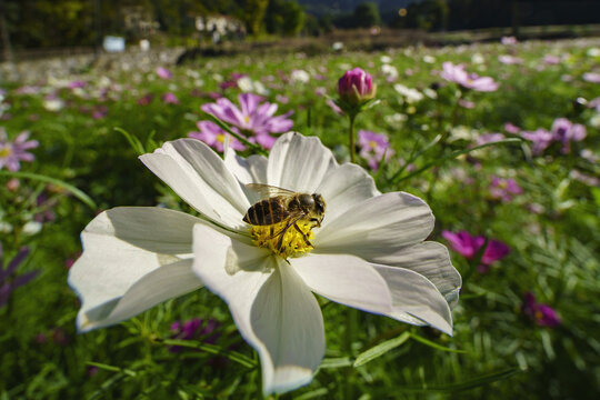 格桑花