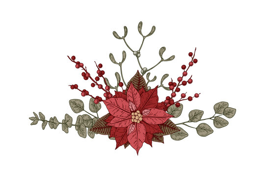 圣诞植物一品红花和槲寄生素材