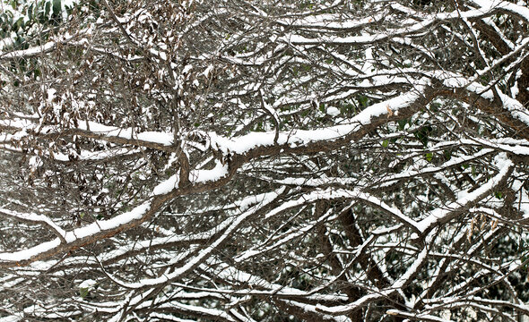 冬天里干树枝上的积雪