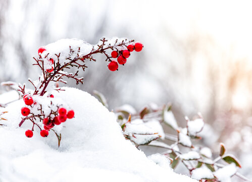 冬天雪地里的南天竹