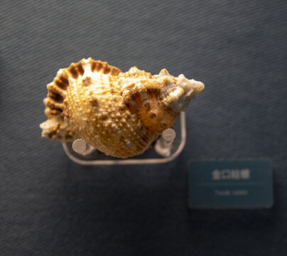 金口蛙螺