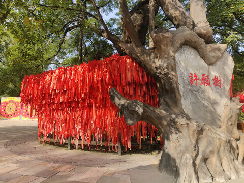 北京八大处许愿树