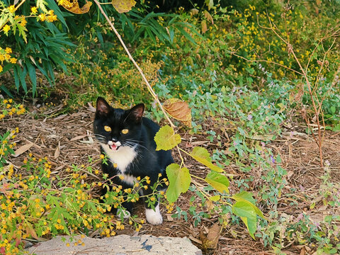 黑白奶牛猫