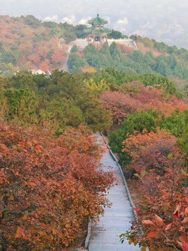 北京西山森林公园半山亭红叶
