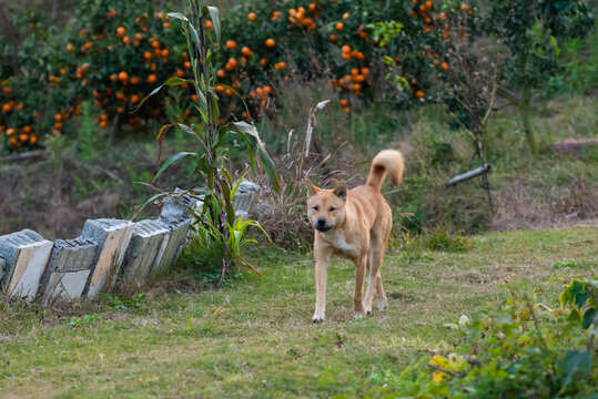 田园犬