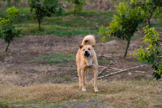 田园犬