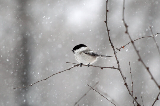 大山雀鸟在雪天林中飞行嬉戏
