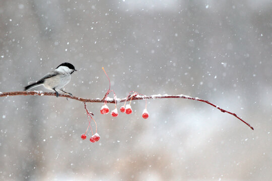 大山雀鸟在雪天林中飞行嬉戏