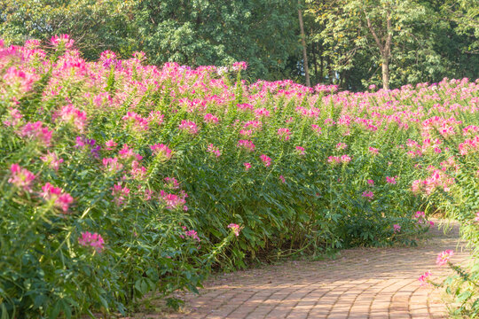 红色醉蝶花花丛和小径