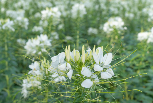 盛开的白色醉蝶花