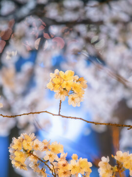 夜间灯光照亮的樱花