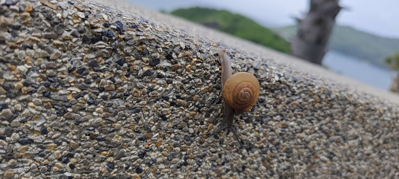 雨后的蜗牛特写