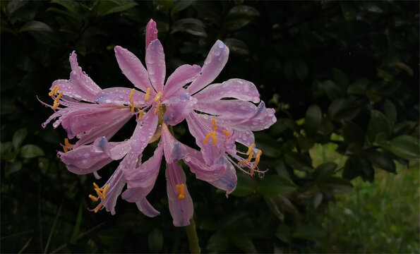 雨中的换锦花