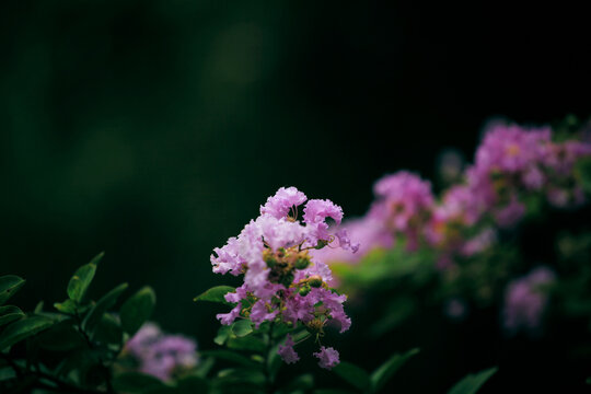 紫薇花