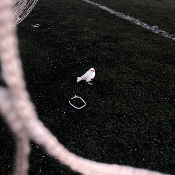 鸽子与足球