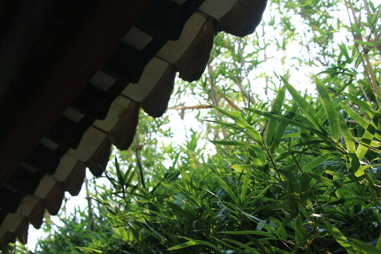 竹子树