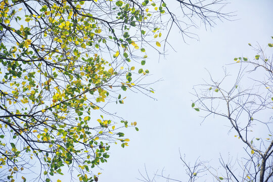 黄绿树叶背景