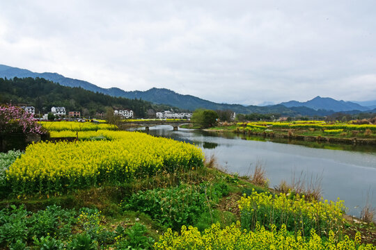 油菜花山水风景