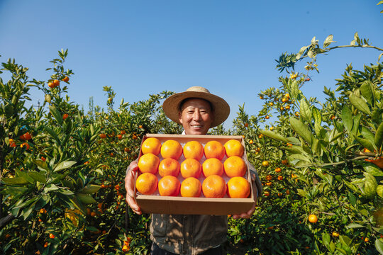 礼盒里的新鲜蜜桔