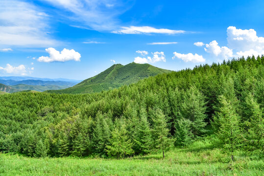 高山松林