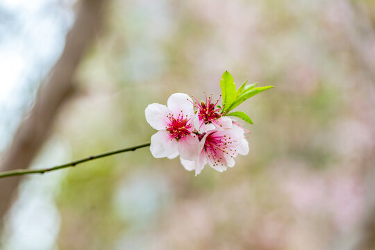 桃花