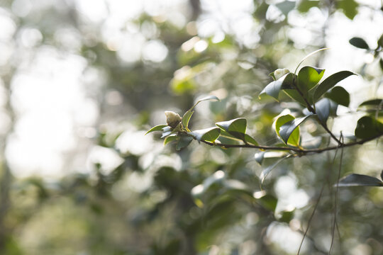 野山茶花