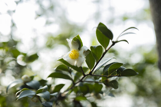 野山茶花