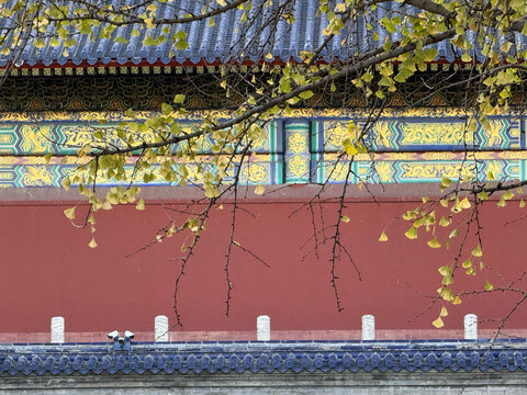 北京红墙银杏