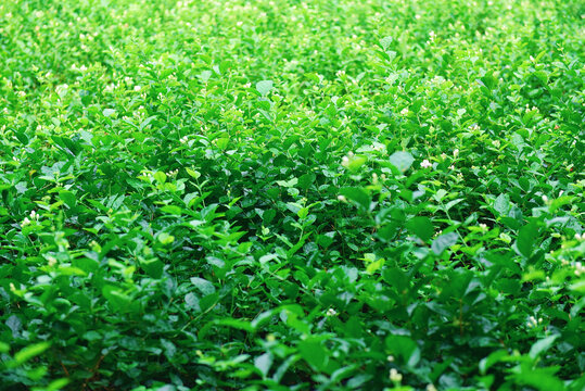 横县茉莉花田