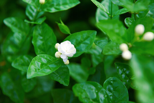 横县白茉莉花