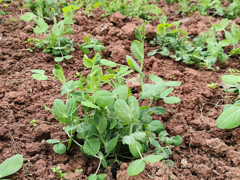 豌豆尖种植