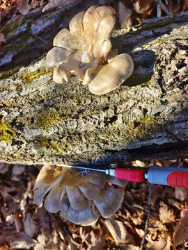 小刀割蘑菇