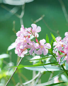 盛开的夹竹桃花