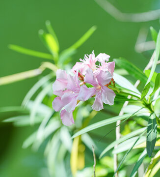 盛开的夹竹桃花