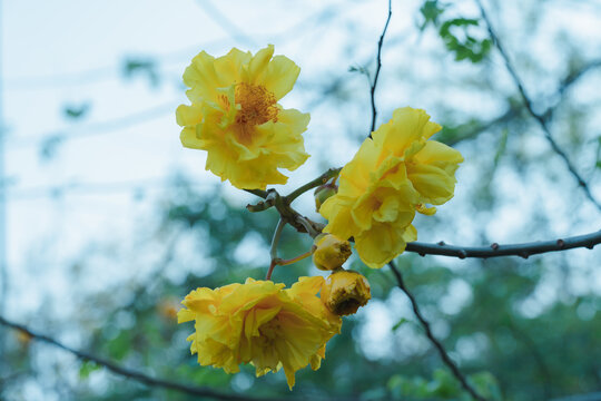 黄花风铃木花