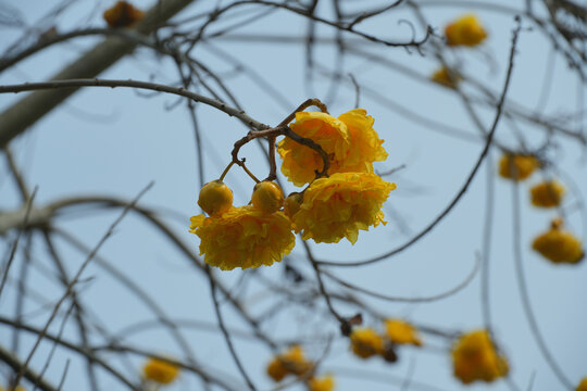 黄花风铃木花