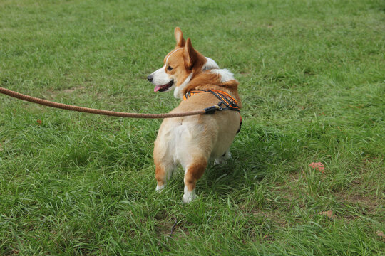 草地上的柯基犬