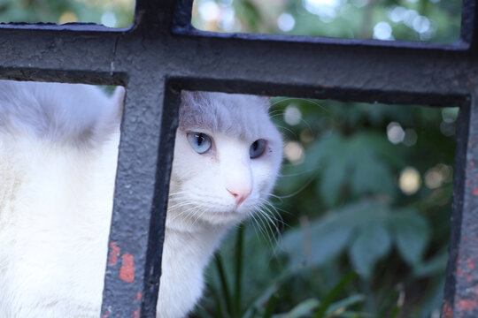 公园里的流浪猫