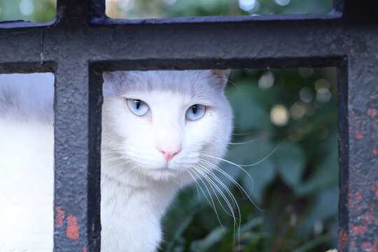 公园里的流浪猫