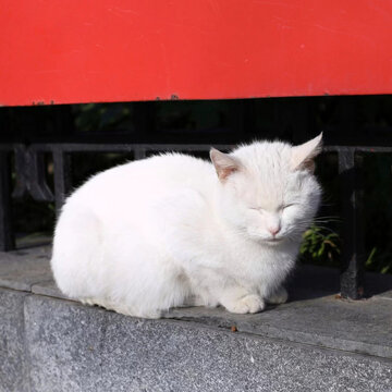 公园里的流浪猫