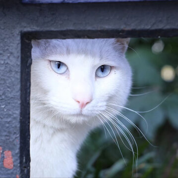 公园里的流浪猫