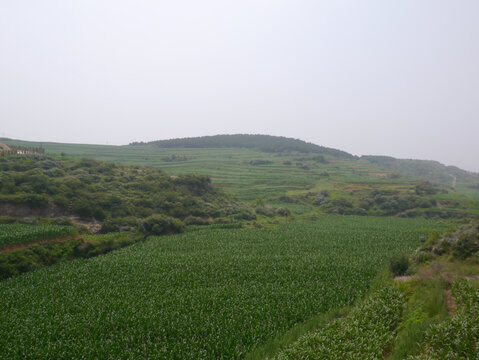 山野梯田