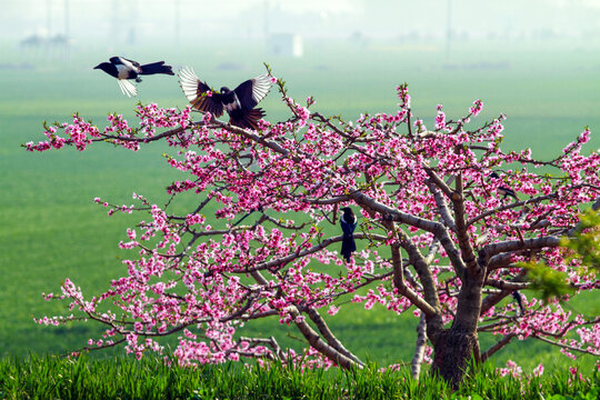 桃花风景